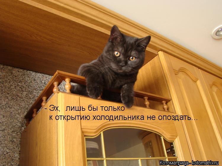 - Эх, лишь бы только к открытию холодильника не опоздать...... Котоматрица: - Эх, лишь бы только к открытию холодильника не опоздать...