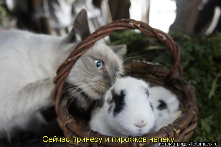 Котоматрица: Сейчас принесу и пирожков напеку