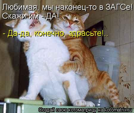 Котоматрица: Любимая, мы наконец-то в ЗАГСе! Скажи им - ДА! - Да-да, конечно, здрасьте!..