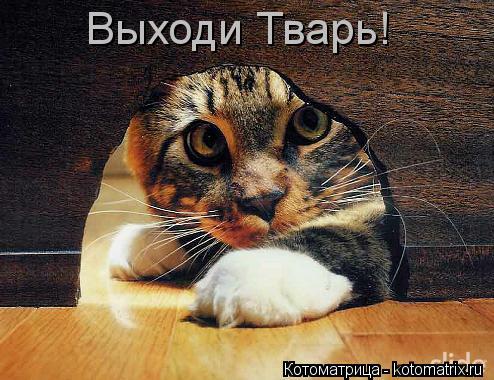 Котоматрица: Выходи Тварь!