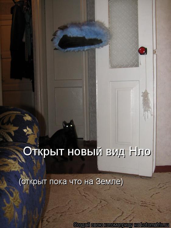 Котоматрица: Открыт новый вид Нло (открыт пока что на Земле)