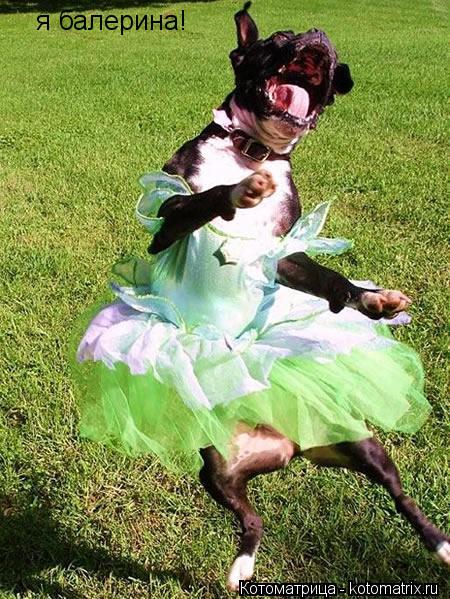 я балерина!... Котоматрица: я балерина!