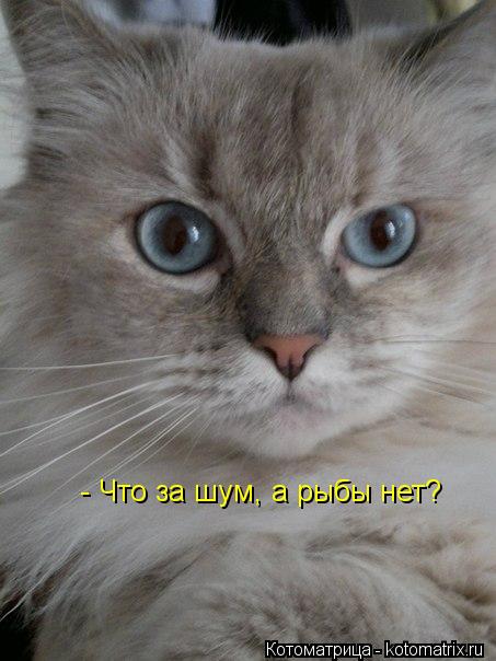 Котоматрица: - Что за шум, а рыбы нет?