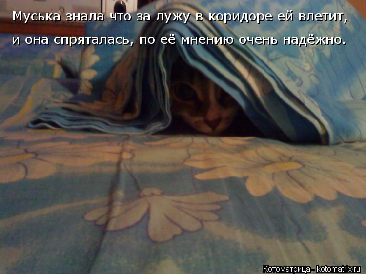 Котоматрица: Муська знала что за лужу в коридоре ей влетит,  и она спряталась, по её мнению очень надёжно.