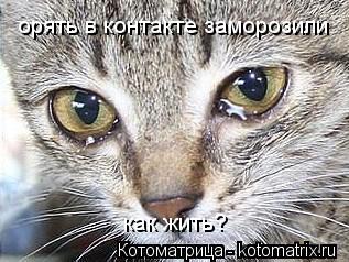 Котоматрица: орять в контакте заморозили как жить?