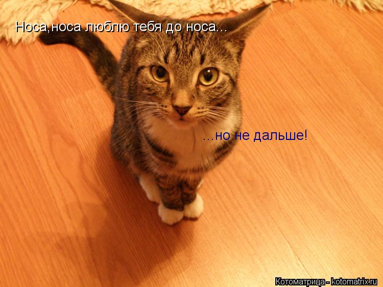 Котоматрица: Носа,носа люблю тебя до носа... ...но не дальше!