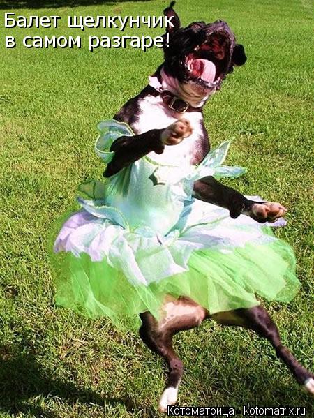 Балет щелкунчик в самом разгаре!... Котоматрица: Балет щелкунчик в самом разгаре!