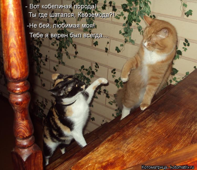 - Вот кобелиная порода! Ты где шатался, Квоземода?! -Не бей, любимая моя! Тебе я верен был всегда...... Котоматрица: - Вот кобелиная порода! Ты где шатался, Квоземода?! -Не бей, любимая моя! Тебе я верен был всегда...