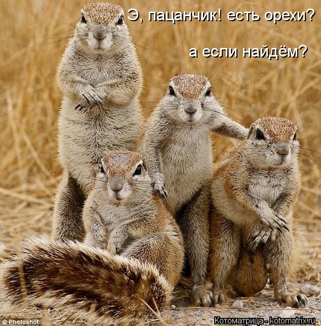 Котоматрица: Э, пацанчик! есть орехи?  а если найдём?