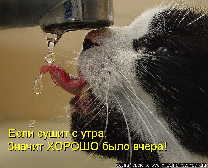 Котоматрица: Если сушит с утра, Значит ХОРОШО было вчера!