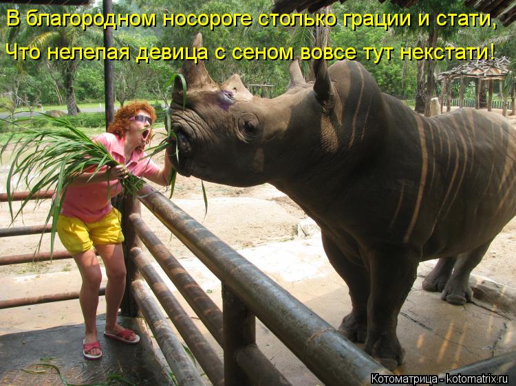 Котоматрица: В благородном носороге столько грации и стати, Что нелепая девица с сеном вовсе тут некстати!