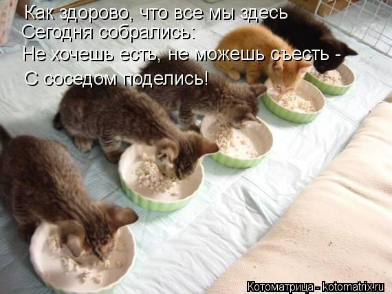 Котоматрица: Как здорово, что все мы здесь Сегодня собрались: Не хочешь есть, не можешь съесть - С соседом поделись!