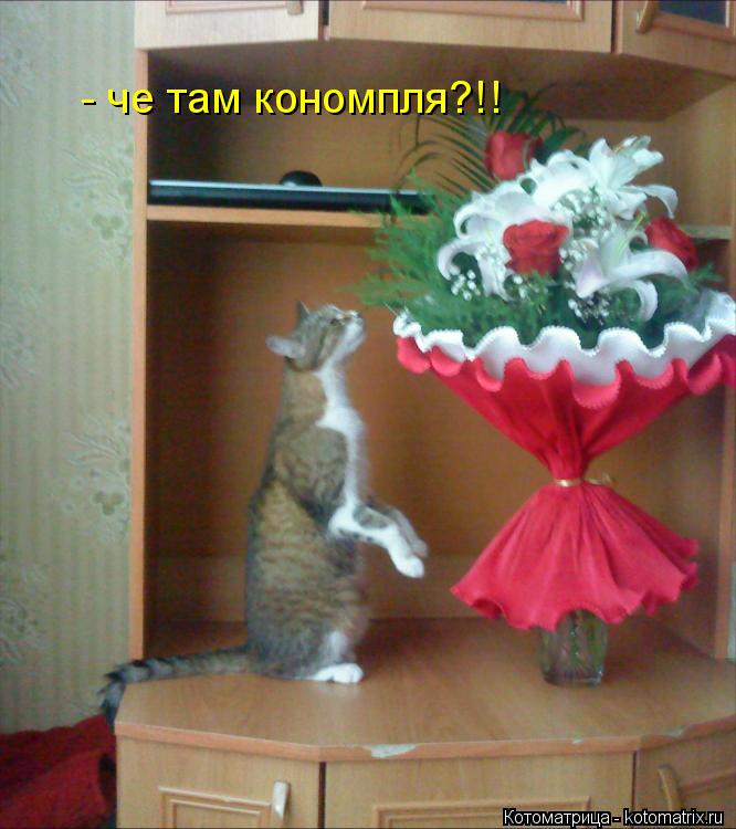 Котоматрица: - че там кономпля?!!