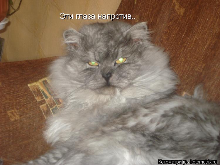 Котоматрица: Эти глаза напротив...