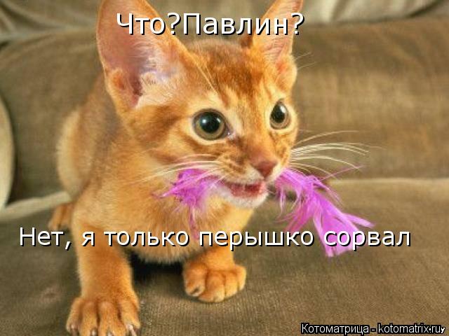 Котоматрица: Что?Павлин? Нет, я только перышко сорвал