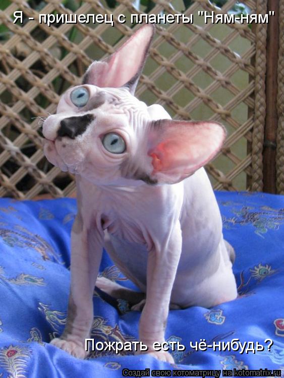 Котоматрица: Я - пришелец с планеты "Ням-ням" Пожрать есть чё-нибудь?