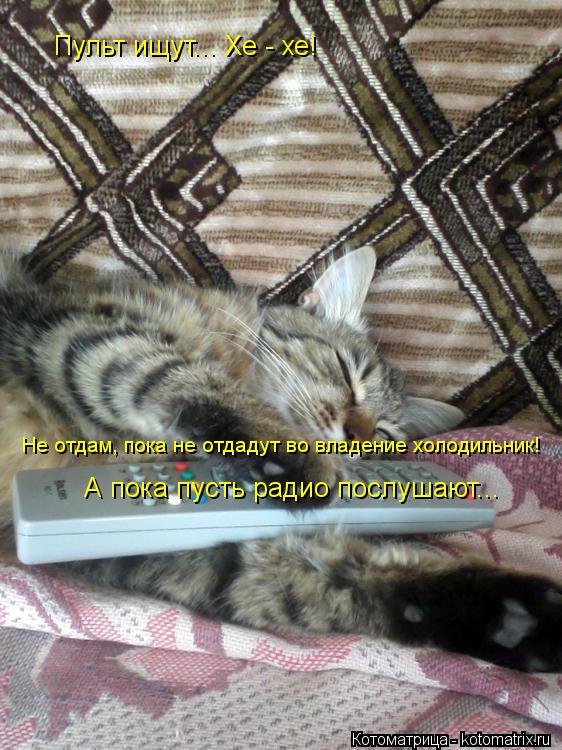Котоматрица: Пульт ищут... Хе - хе! Не отдам, пока не отдадут во владение холодильник! А пока пусть радио послушают...