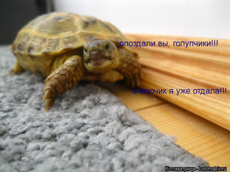 опоздали вы, голупчики!!! а ключик я уже отдала!!!... Котоматрица: опоздали вы, голупчики!!! а ключик я уже отдала!!!