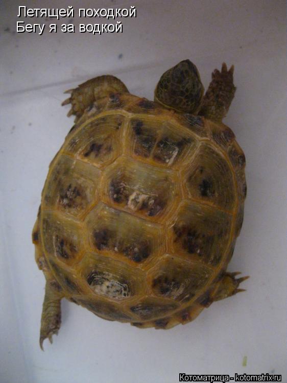 Котоматрица: Летящей походкой Бегу я за водкой