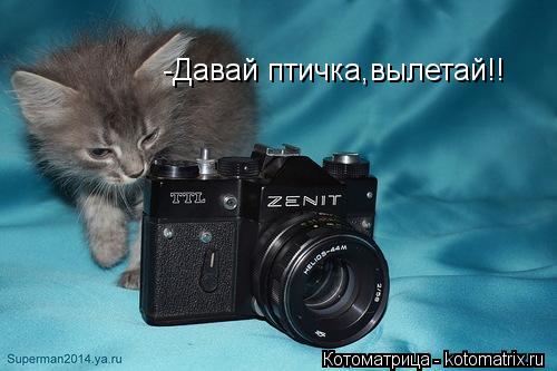 Котоматрица: -Давай птичка,вылетай!!