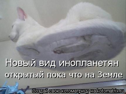 Котоматрица: Новый вид инопланетян открытый пока что на Земле