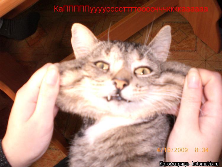 Котоматрица: КаПППППууууссссттттоооочччккккаааааа