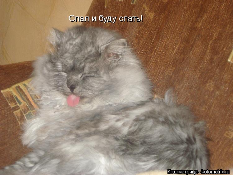 Котоматрица: Спал и буду спать!