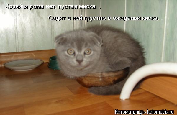 Котоматрица: Хозяйки дома нет, пустая миска... Сидит в ней грустно в ожиданьи киска... Хозяйки дома нет, пустая миска...  Сидит в ней грустно в ожиданьи киска