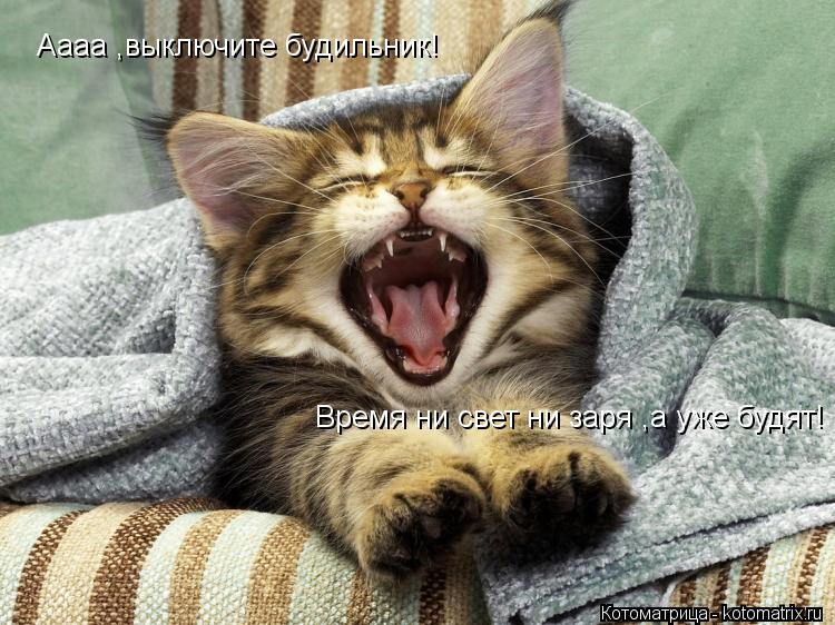 Котоматрица: Аааа ,выключите будильник! Время ни свет ни заря ,а уже будят!