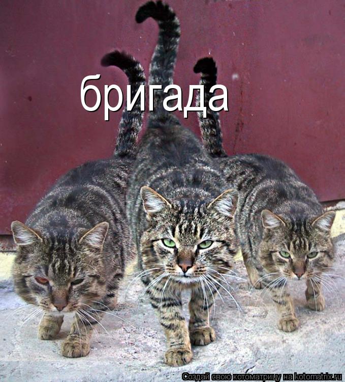 Котоматрица: бригада