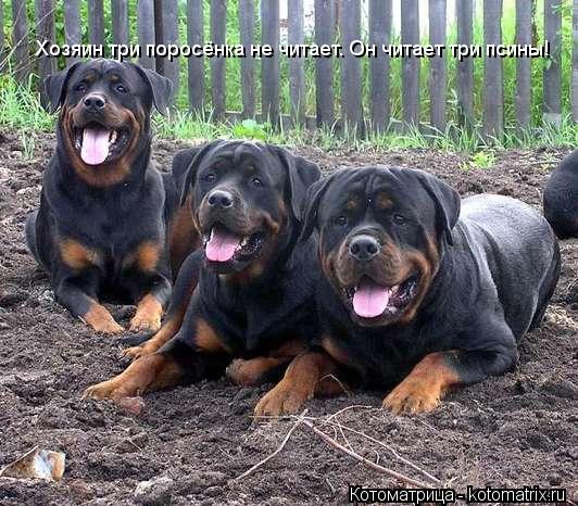Котоматрица: Хозяин три поросёнка не читает. Он читает три псины!