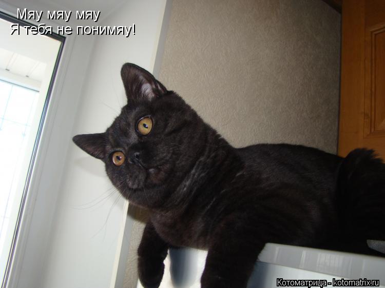 Котоматрица: Мяу мяу мяу Я тебя не понимяу!