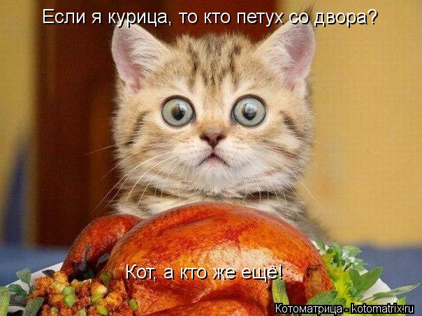 Котоматрица: Если я курица, то кто петух со двора? Кот, а кто же ещё!