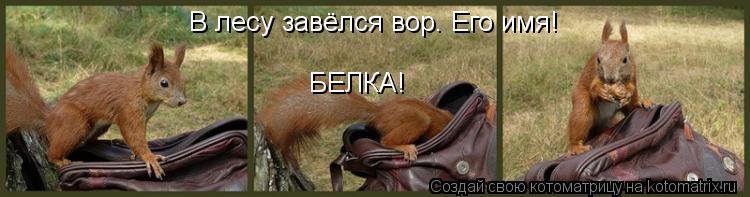 В лесу завёлся вор. Его имя! БЕЛКА!... Котоматрица: В лесу завёлся вор. Его имя! БЕЛКА!