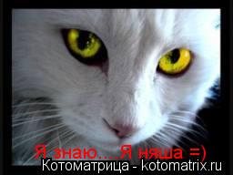 Котоматрица: Я знаю....Я няша =)