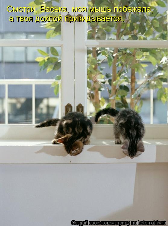Котоматрица: Смотри, Васька, моя мышь побежала, а твоя дохлой прикидывается.