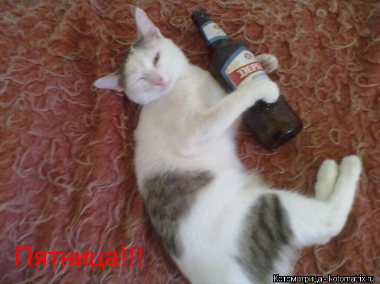 Котоматрица: Пятница!!!