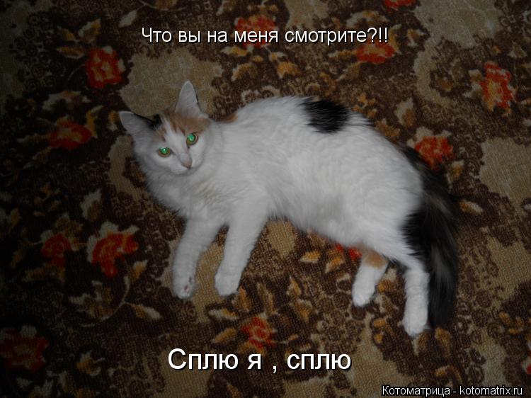 Котоматрица: Что вы на меня смотрите?!! Сплю я , сплю