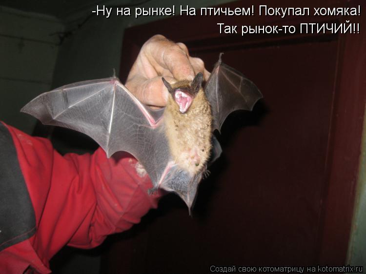 -Ну на рынке! На птичьем! Покупал хомяка! Так рынок-то ПТИЧИЙ!!... Котоматрица: -Ну на рынке! На птичьем! Покупал хомяка! Так рынок-то ПТИЧИЙ!!