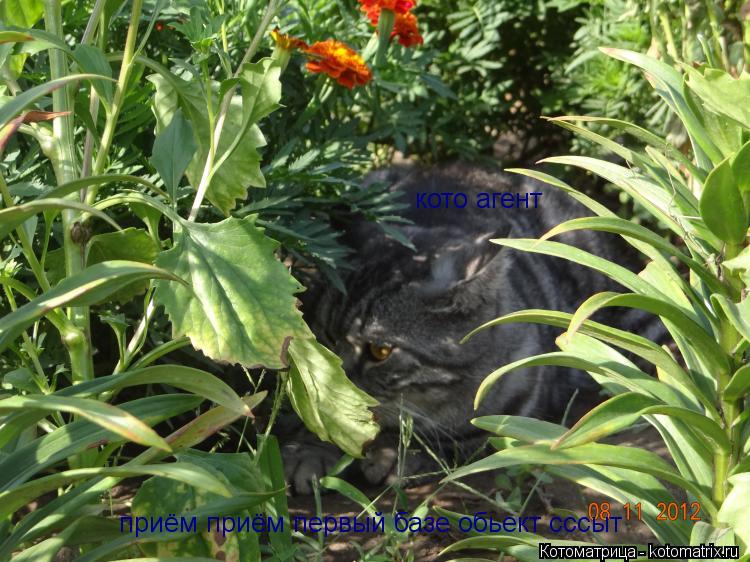 приём приём первый базе обьект сссыт кото агент... Котоматрица: приём приём первый базе обьект сссыт кото агент