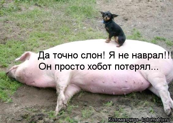 Да точно слон! Я не наврал!!! Он просто хобот потерял...... Котоматрица: Да точно слон! Я не наврал!!! Он просто хобот потерял...