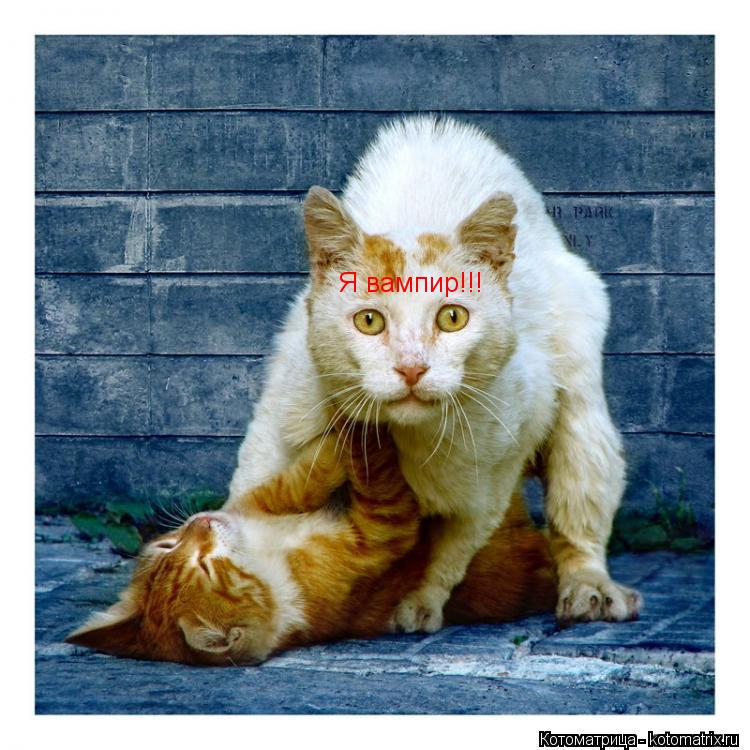 Котоматрица: Я вампир!!!