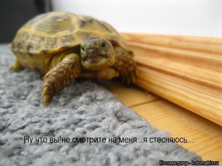 Ну что вы!не смотрите на меня...я стесняюсь....... Котоматрица: Ну что вы!не смотрите на меня...я стесняюсь....