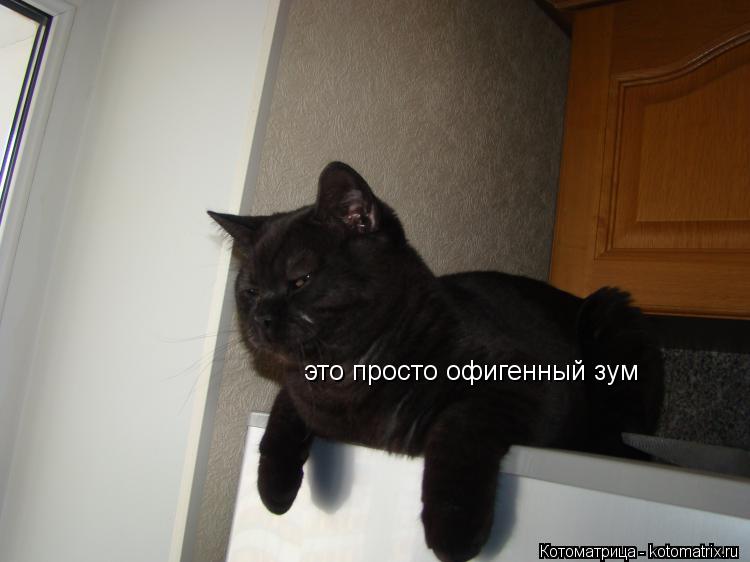 Котоматрица: это просто офигенный зум