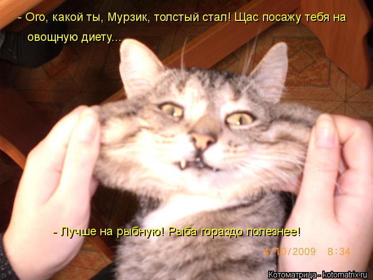 Котоматрица: - Ого, какой ты, Мурзик, толстый стал! Щас посажу тебя на овощную диету... - Лучше на рыбную! Рыба гораздо полезнее!