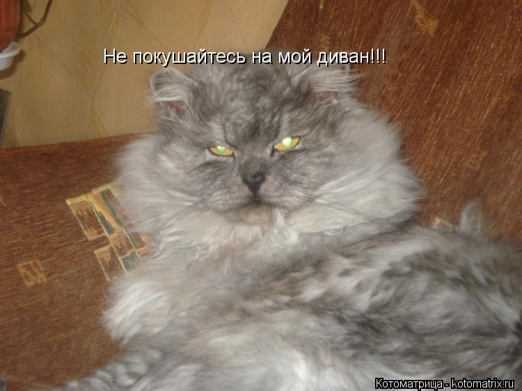 Котоматрица: Не покушайтесь на мой диван!!!