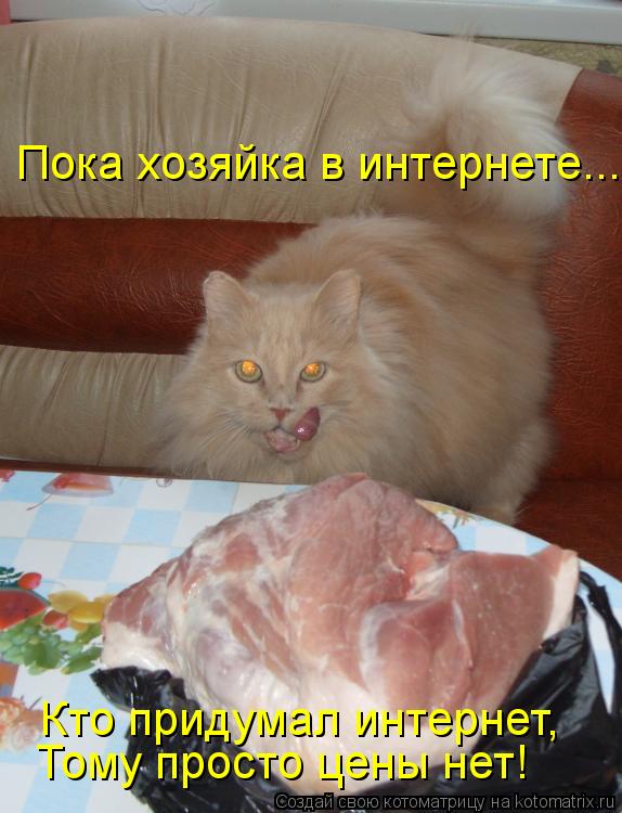 Тому просто цены нет! Кто придумал интернет, Пока хозяйка в интернете...... Котоматрица: Тому просто цены нет! Кто придумал интернет, Пока хозяйка в интернете...