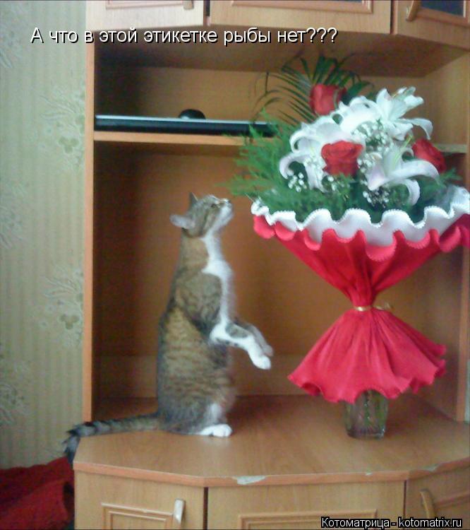 Котоматрица: А что в этой этикетке рыбы нет???