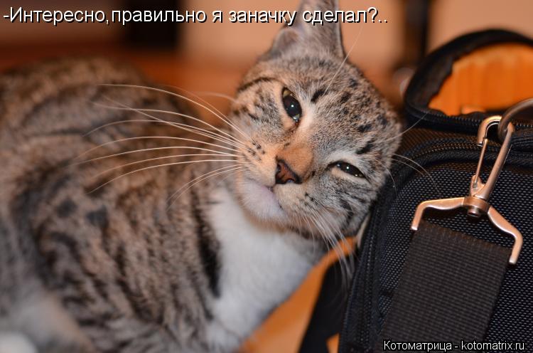 Котоматрица: -Интересно,правильно я заначку сделал?..