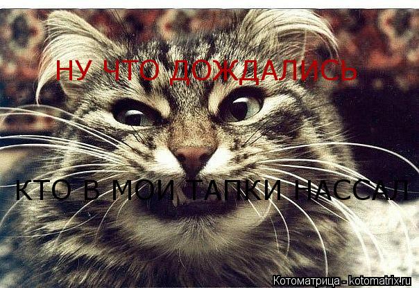 Котоматрица: НУ ЧТО ДОЖДАЛИСЬ КТО В МОИ ТАПКИ НАССАЛ